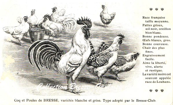Coqs et poules de bresse