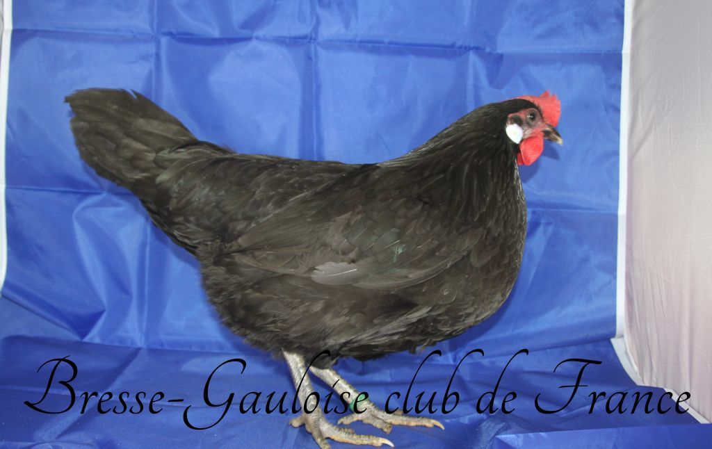 Bresse-Gauloise noire