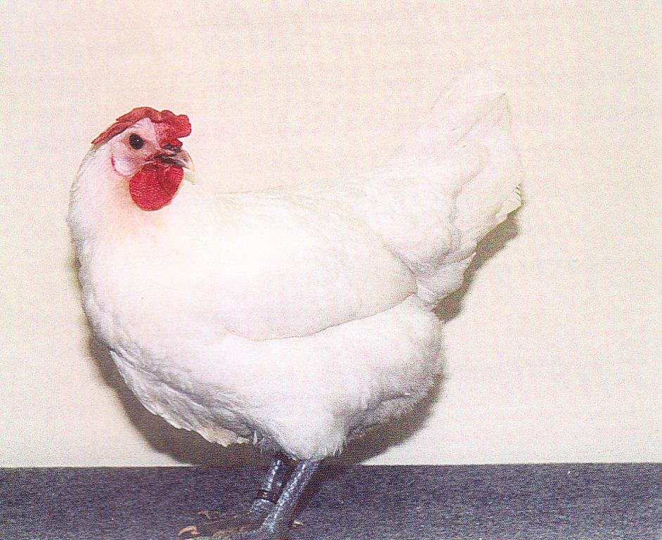 Poule blanche